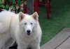 Ivory - Photo 1