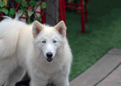 picture of the dog needing adoption