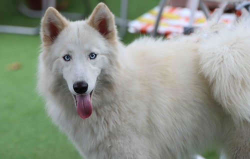 IVORY - Siberian Husky available for adoption