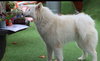 Ivory - Photo 3