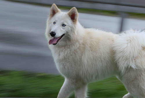 Ivory photo 4