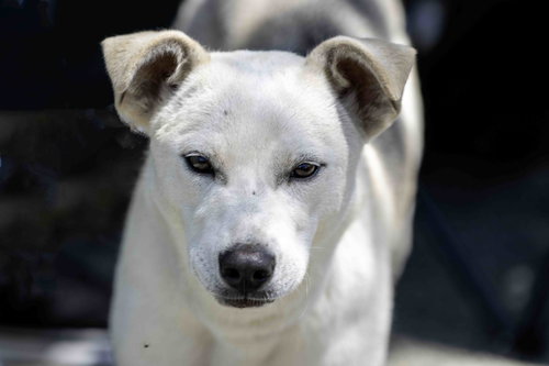 picture of the dog needing adoption