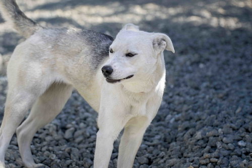 SUNNY - Siberian Husky available for adoption
