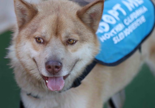 picture of the dog needing adoption