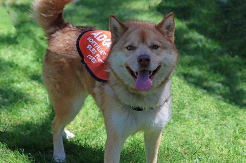 Elk, an adoptable Siberian Husky in Walnut Creek, CA