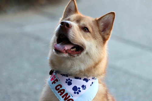 Elk, an adoptable Siberian Husky in Walnut Creek, CA