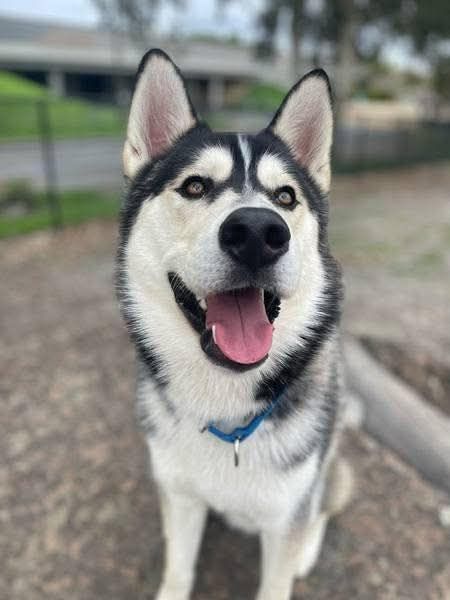 adoptable Dog in Walnut Creek, CA named Leif