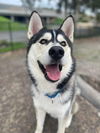 adoptable Dog in  named Leif