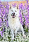 Jax - Photo 13