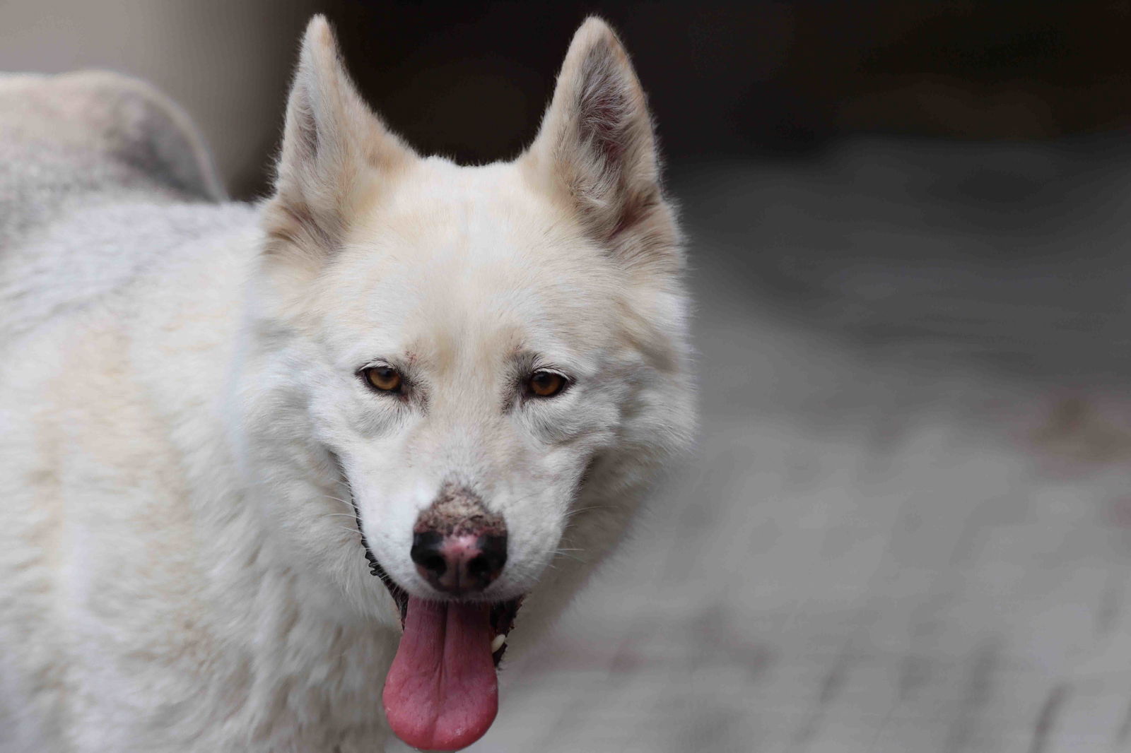 adoptable Dog in Walnut Creek, CA named Jax