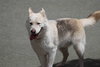 Jax - Photo 10