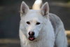 Jax - Photo 5