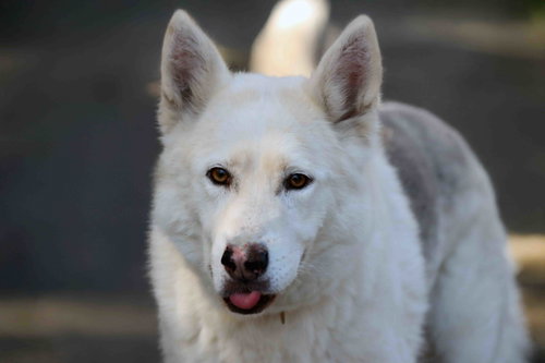 picture of the dog needing adoption