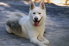 Jax - Photo 7