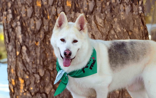 JAX - Siberian Husky available for adoption