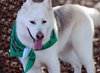 Jax - Photo 2
