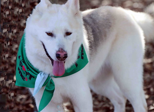 JAX - Siberian Husky available for adoption
