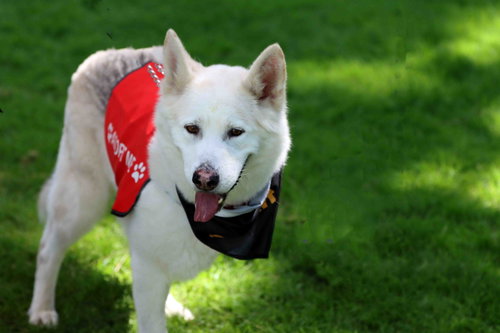 Jax, an adoptable Siberian Husky in Walnut Creek, CA