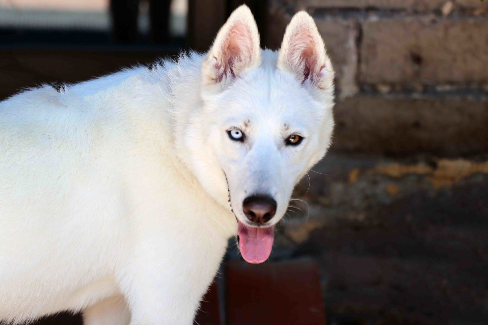 adoptable Dog in Walnut Creek, CA named Snowflake