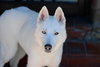 Snowflake - Photo 17