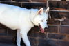 Snowflake - Photo 18
