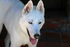 Snowflake - Photo 19