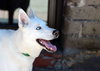 Snowflake - Photo 20