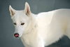 Snowflake - Photo 14