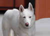 Snowflake - Photo 15