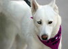 Snowflake - Photo 10