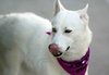 Snowflake - Photo 13