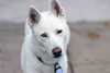Snowflake - Photo 9