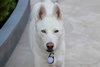 Snowflake - Photo 8