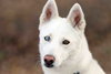 Snowflake - Photo 1