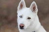 Snowflake - Photo 5