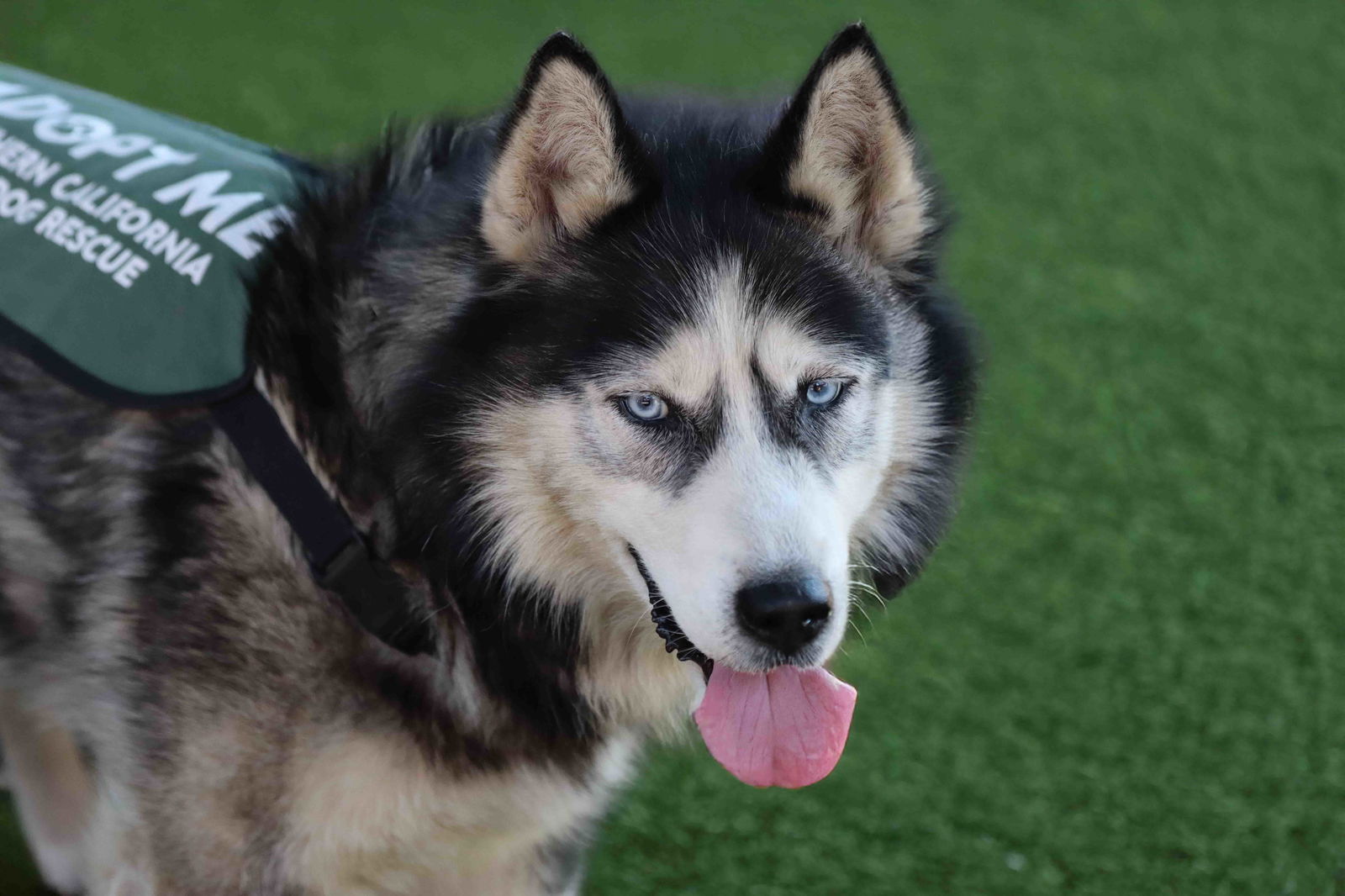 adoptable Dog in Walnut Creek, CA named Khelani