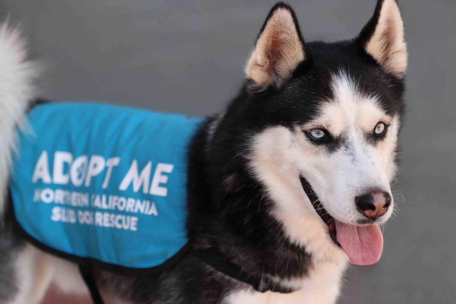 adoptable Dog in Walnut Creek, CA named Steel