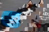 adoptable Dog in  named Steel
