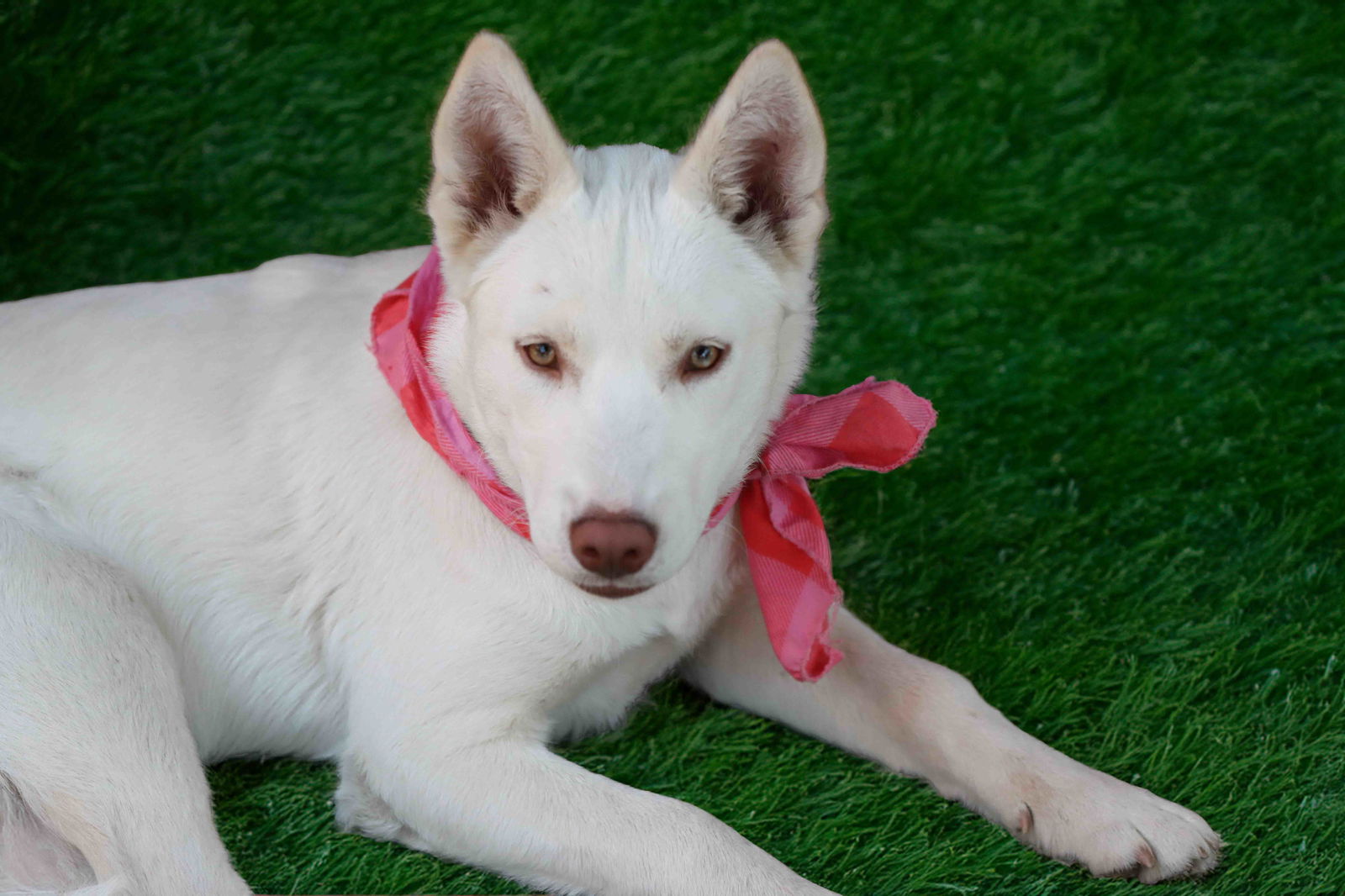 adoptable Dog in Walnut Creek, CA named Blanca