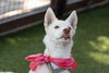 Blanca - Photo 8