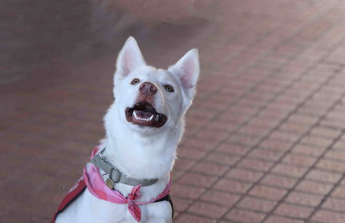 picture of the dog needing adoption