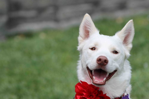 Blanca, an adoptable Siberian Husky in Walnut Creek, CA