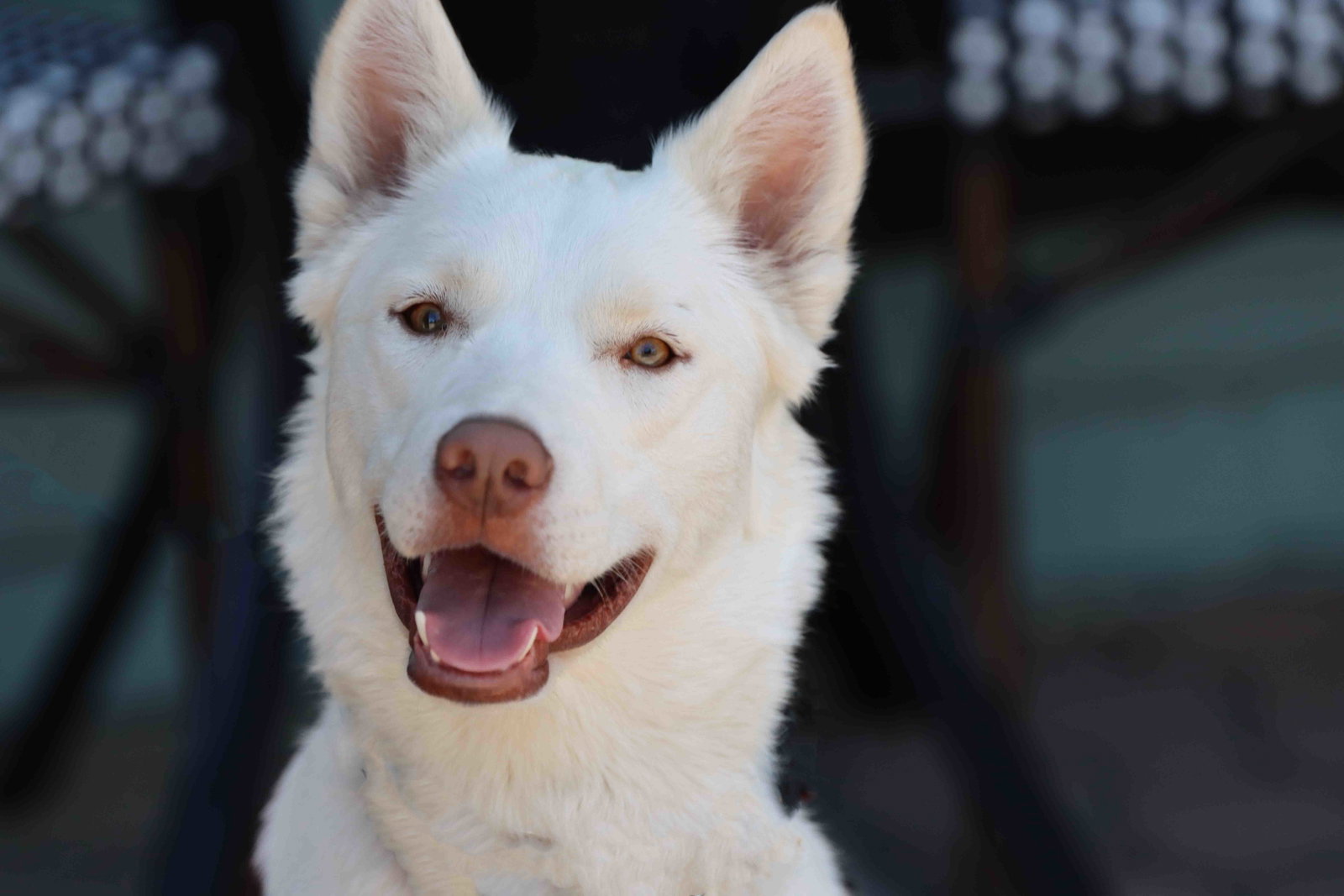 Blanca