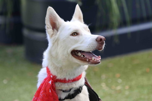 Blanca, Siberian Husky / Mixed (short coat)