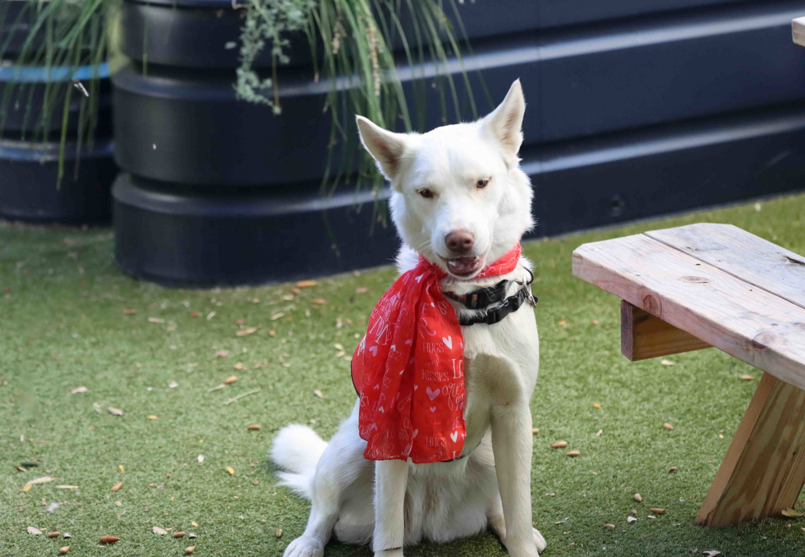 Blanca, photo 2