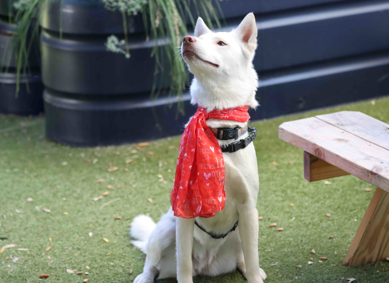 Blanca, photo 4