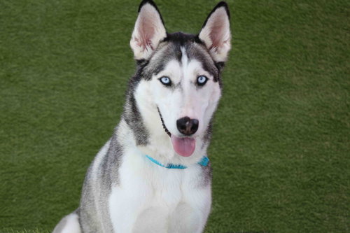 picture of the dog needing adoption