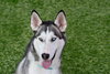 Delilah - Photo 4