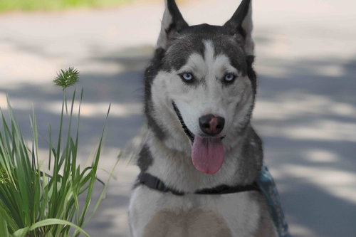 Delilah