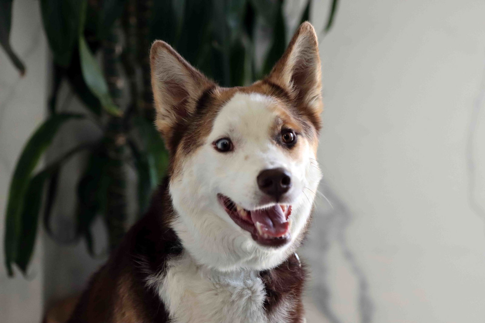 adoptable Dog in Walnut Creek, CA named Beans